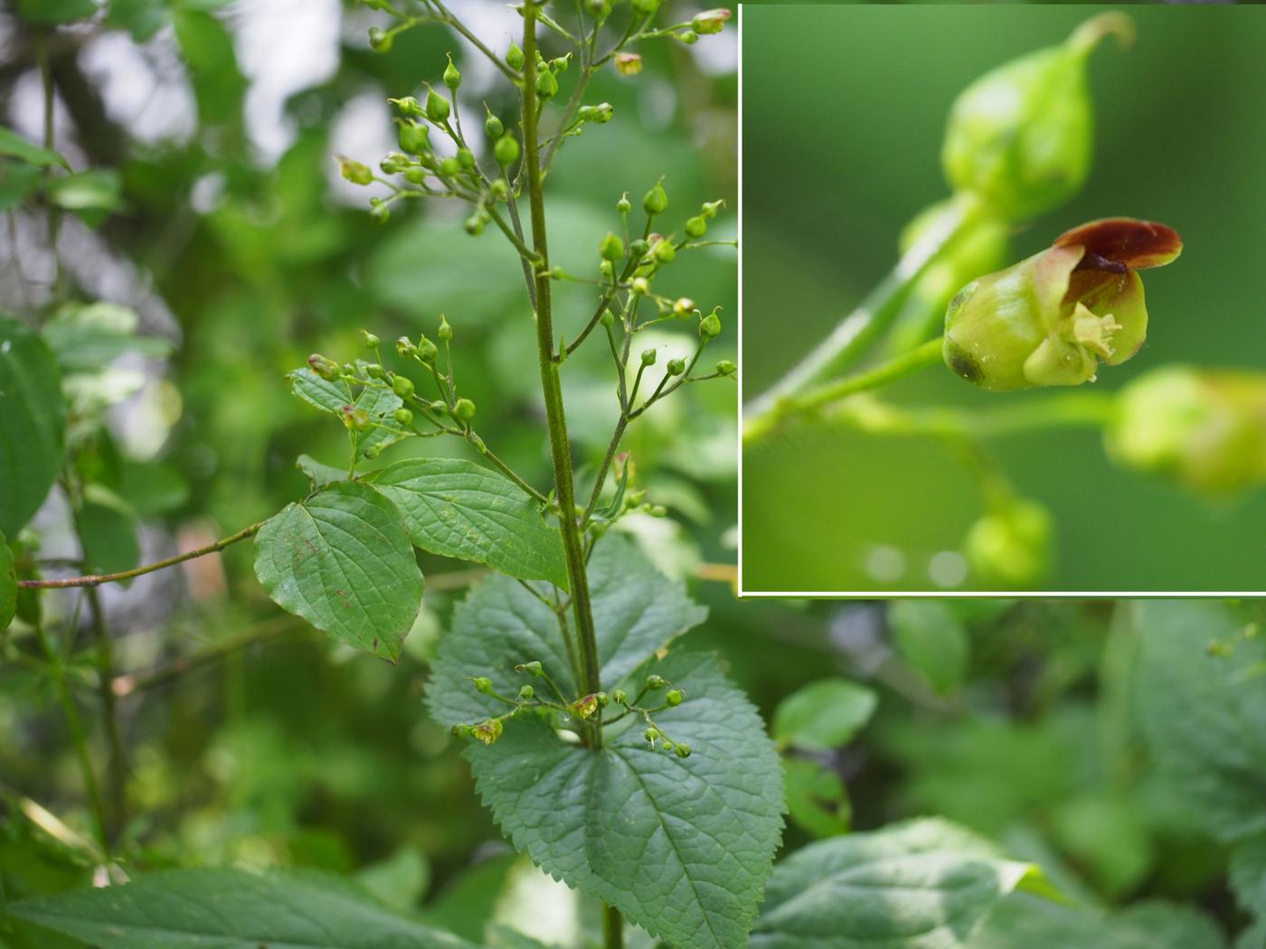 Figwort, Barmies plant